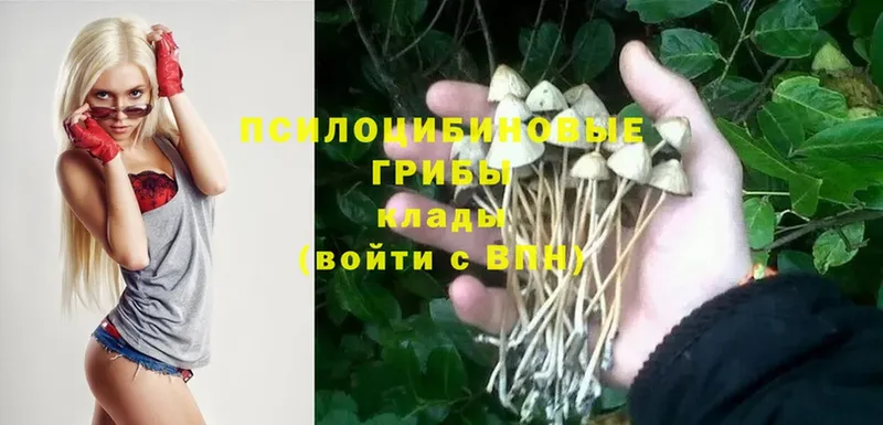 Псилоцибиновые грибы Magic Shrooms  наркота  Кологрив 